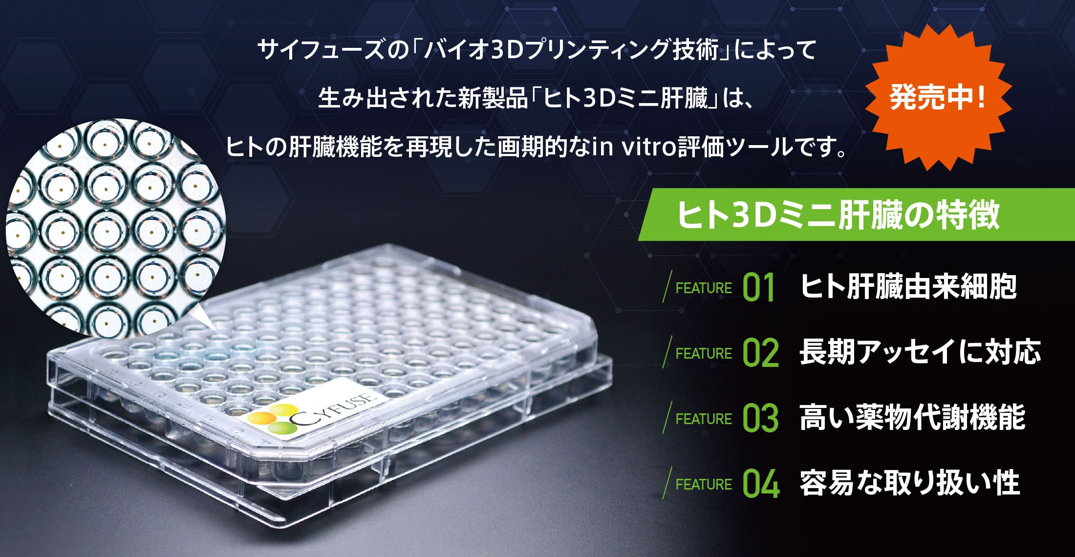 ヒト3Dミニ肝臓