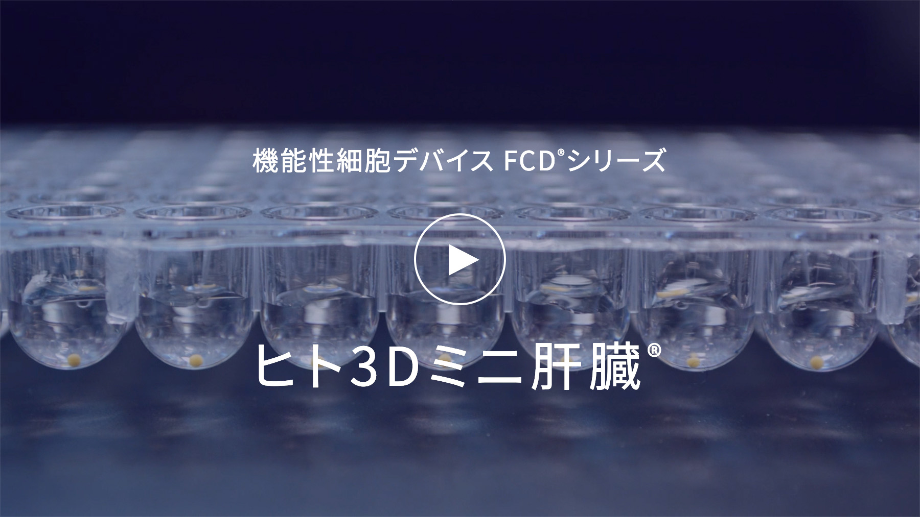 ヒト3Dミニ肝臓